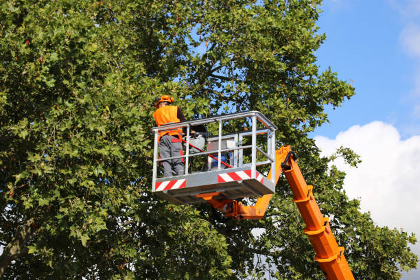 Best Fruit Tree Pruning  in Amery, WI